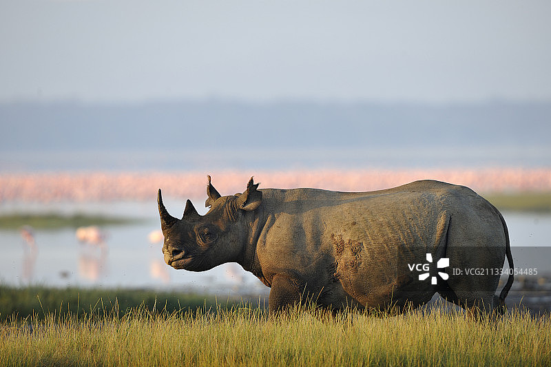 肯尼亚纳库鲁湖边的黑犀牛图片素材