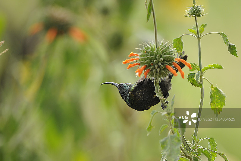 肯尼亚纳库鲁的青铜太阳鸟觅食花朵图片素材