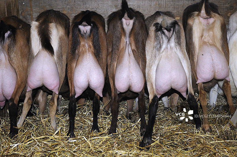 法国上杜省的山羊养殖场图片素材