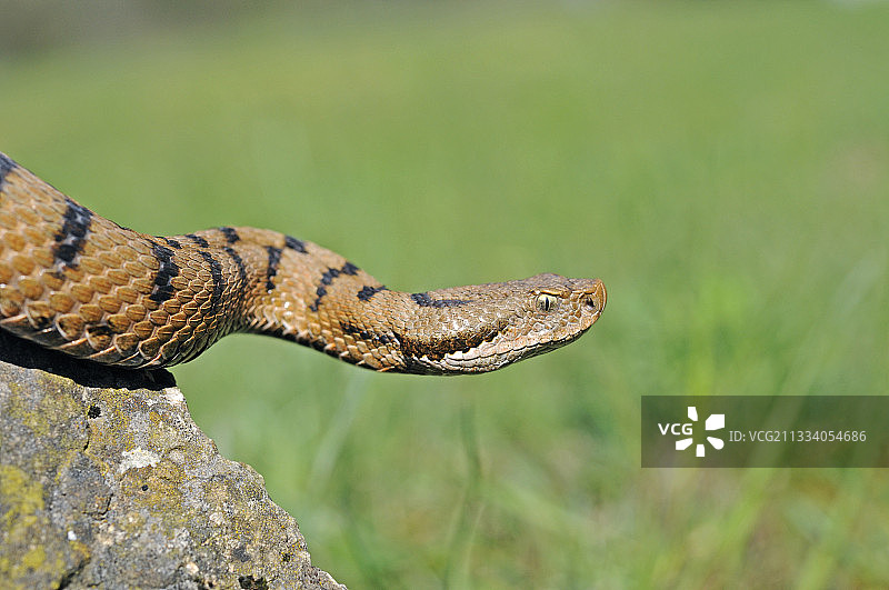 在岩石上移动的蝰蛇图片素材
