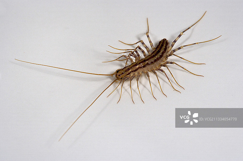 白色背景上的房子蜈蚣图片素材