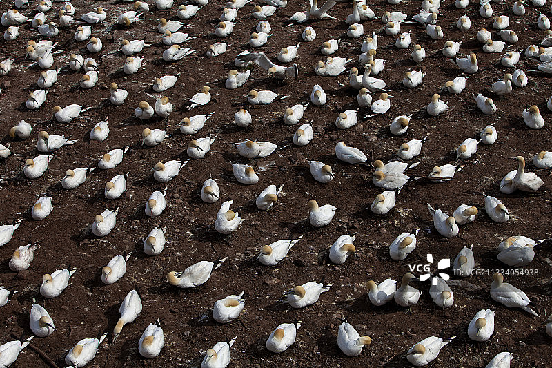 世界上最大的塘鹅栖息地图片素材