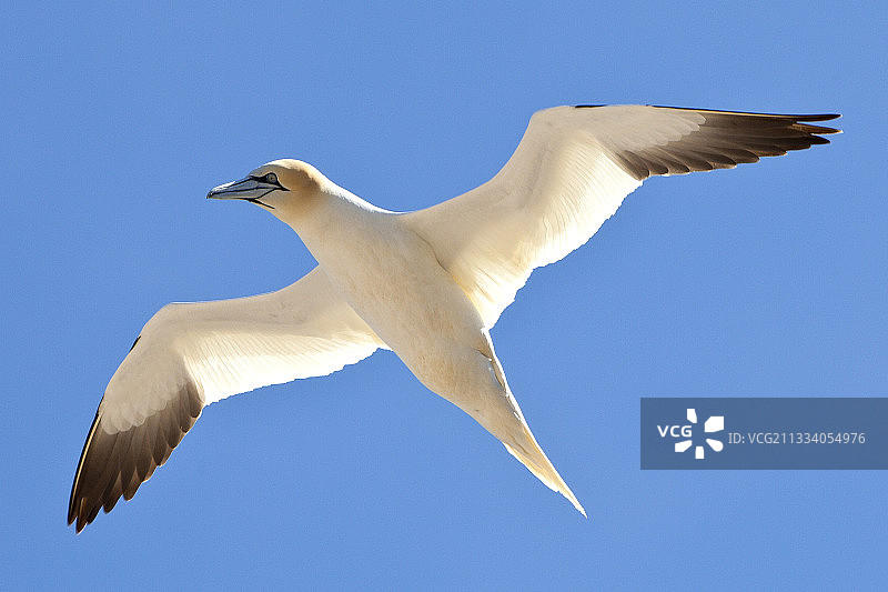世界上最大的塘鹅栖息地图片素材