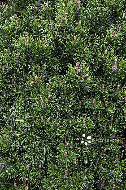 魁北克加拿大加斯佩半岛松树花簇图片素材