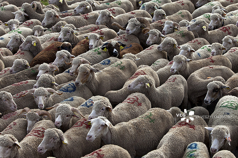 绵羊向阿尔卑斯山的季节性转移图片素材