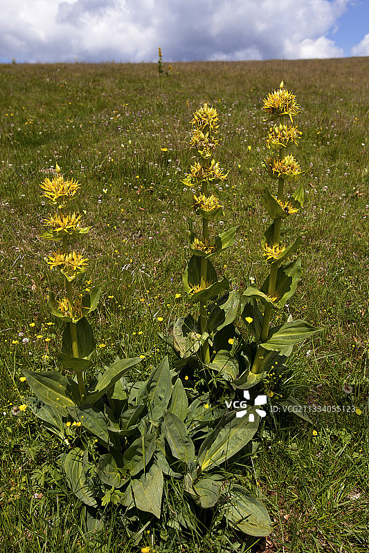 法国孚日山脉的黄色龙胆花图片素材