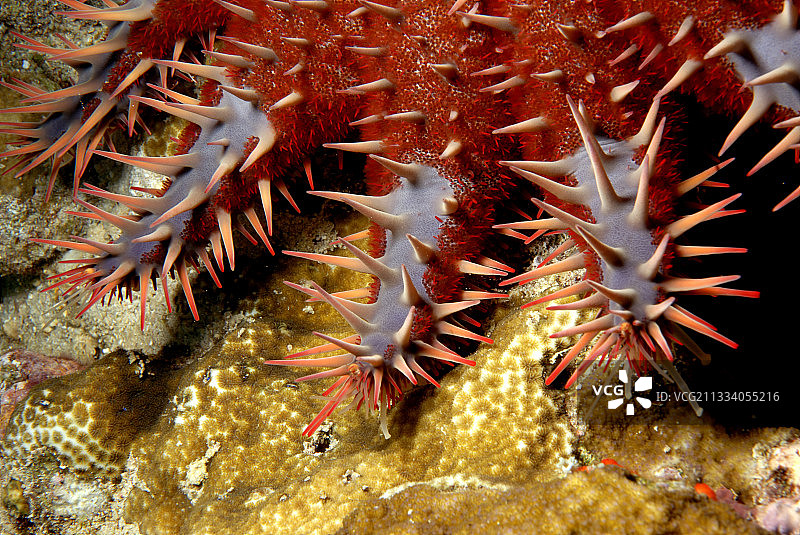 带刺的红海苏丹海星的手臂图片素材