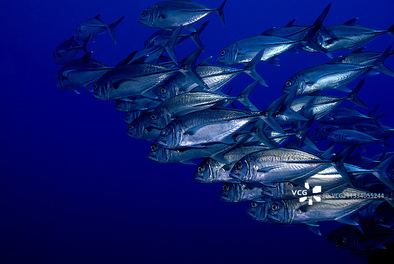红海苏丹大眼鲹鱼群图片素材