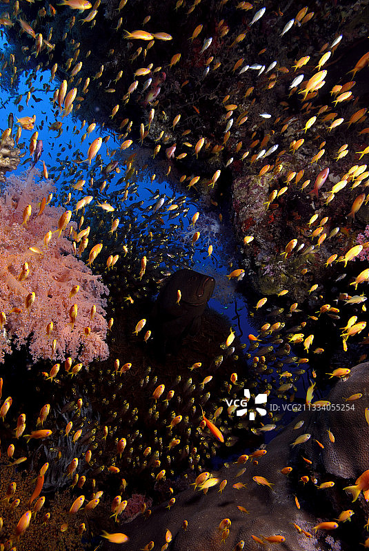 红海苏丹的红口石斑鱼和金花鲈图片素材