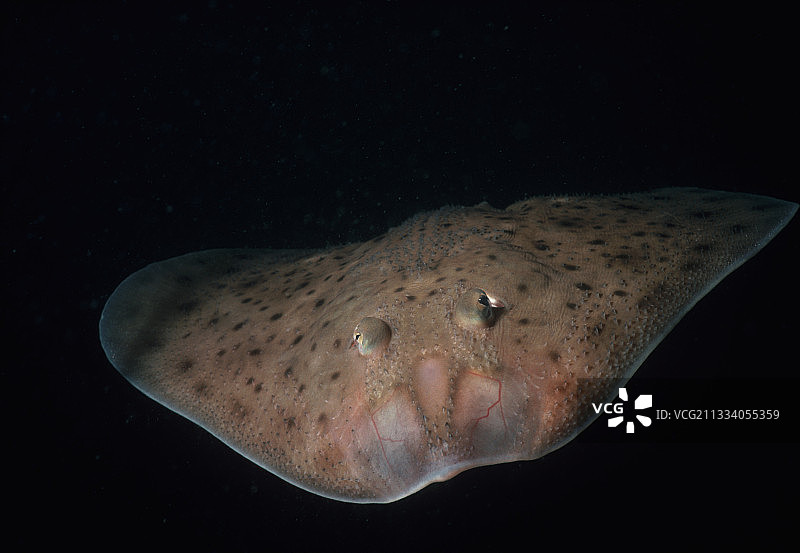 小鳐鱼在马萨诸塞州安角水中游动图片素材