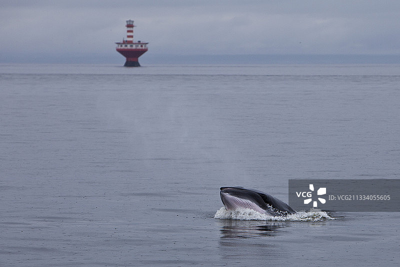 小须鲸与圣劳伦斯河魁北克灯塔图片素材
