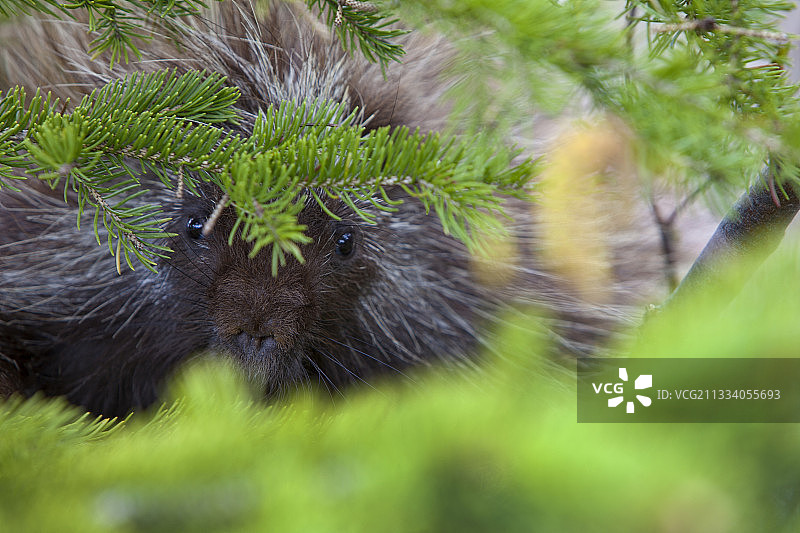 加拿大魁北克省树枝上的美洲豪猪图片素材