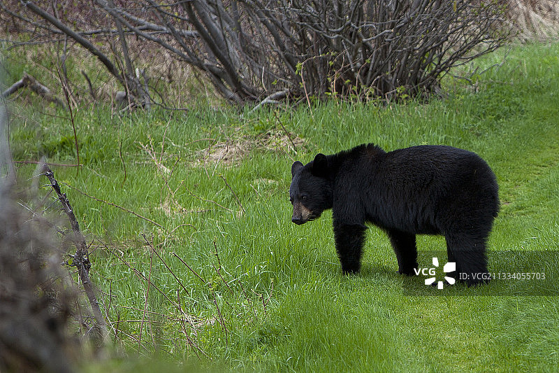 站在加拿大魁北克草地上的黑熊图片素材