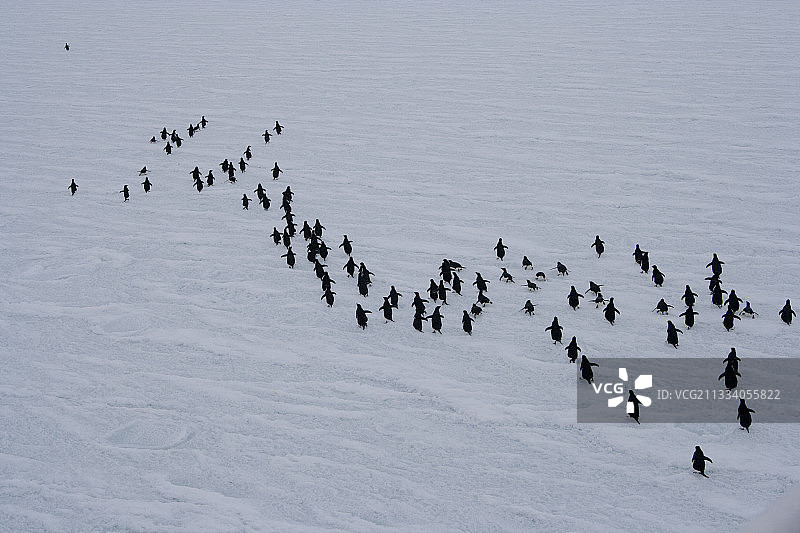 阿德利企鹅在阿德利地的冰面上行走图片素材