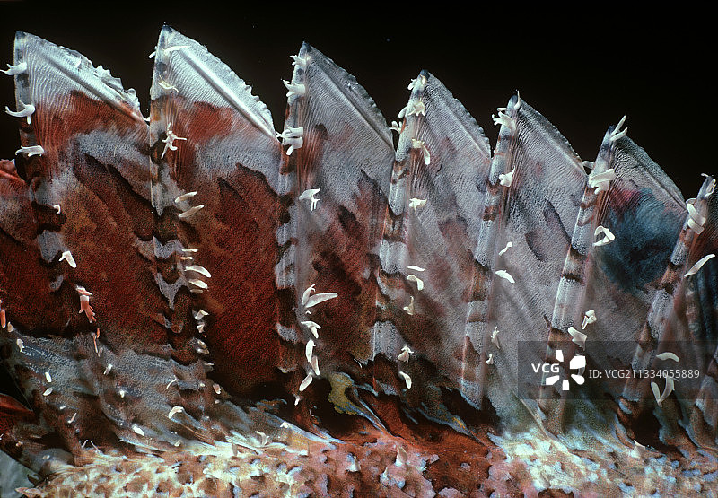 红海埃及缨鲉的背棘图片素材