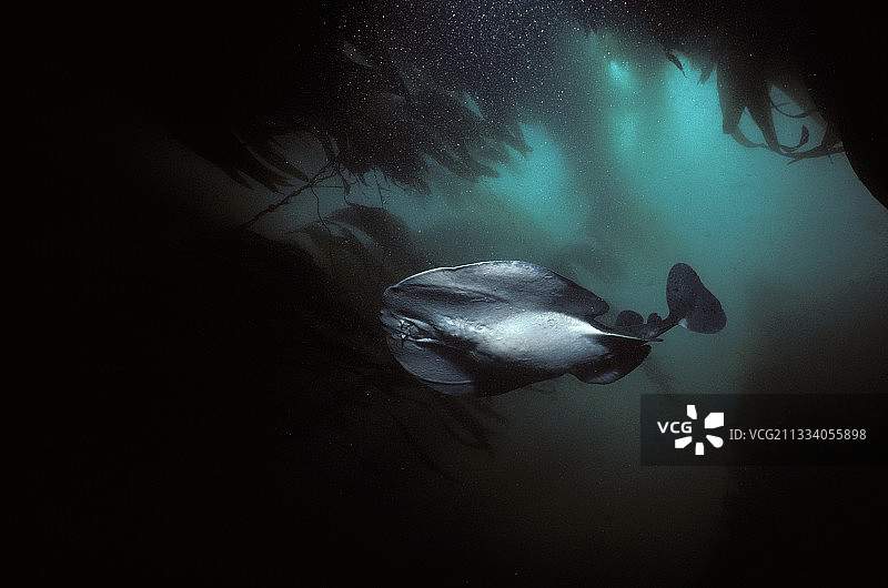 太平洋电鳐潜入美国海带森林图片素材