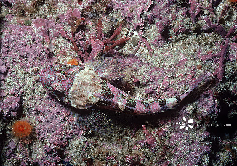 伪装在钙质珊瑚藻中的珊瑚矶鹞鱼图片素材