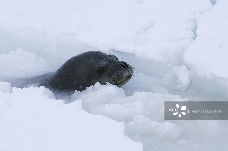 阿黛利地威德尔海豹出水的肖像图片素材