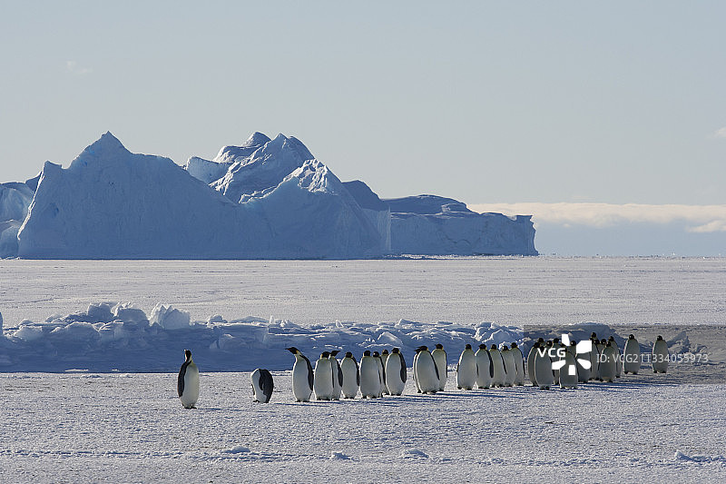南极洲阿黛利地冰上的帝企鹅图片素材