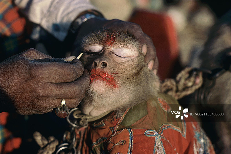 街头表演前，驯兽师给表演猴子化妆图片素材