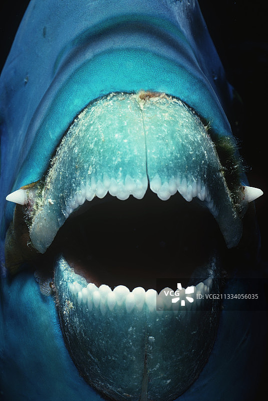 红海埃及的陡头鹦嘴鱼嘴部图片素材