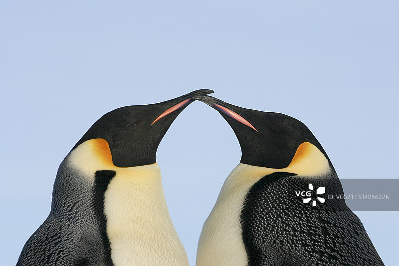 阿黛利地的帝企鹅图片素材