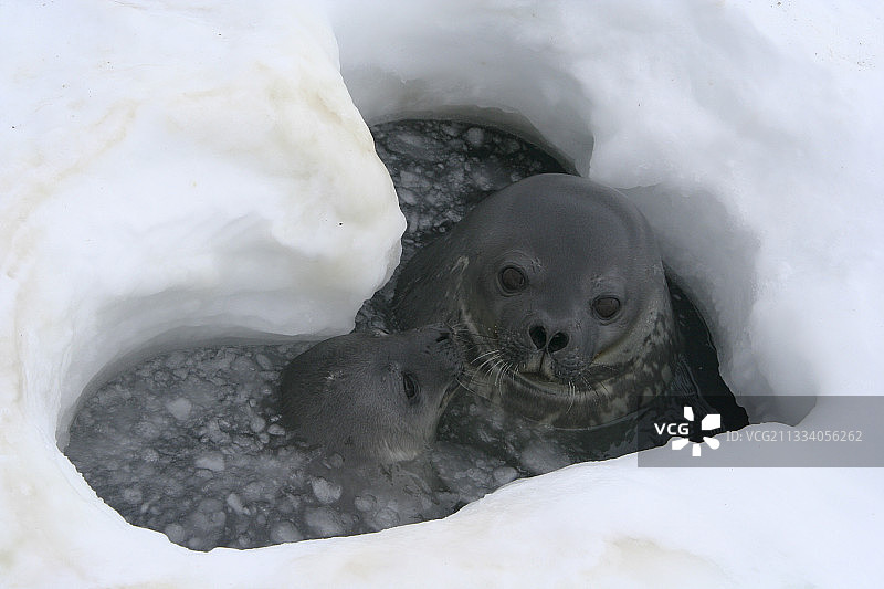 心形洞里的威德尔海豹和幼崽图片素材