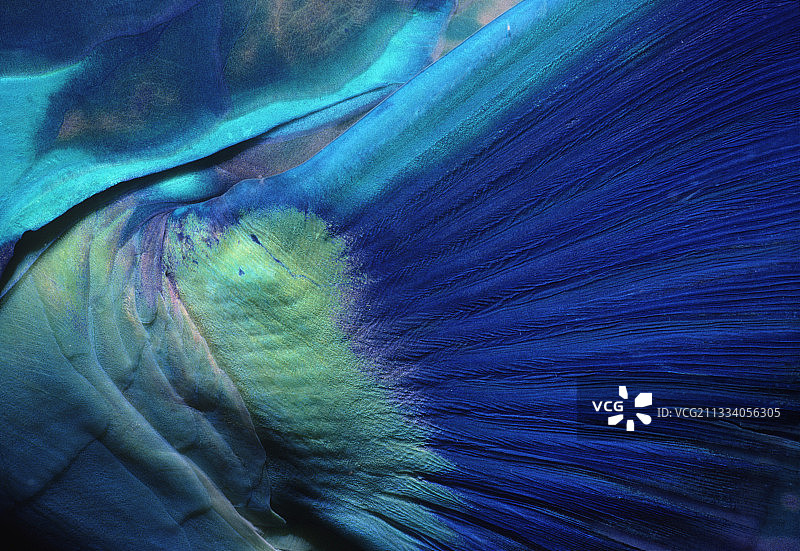 澳大利亚雄性陡头鹦鹉鱼的胸鳍图片素材