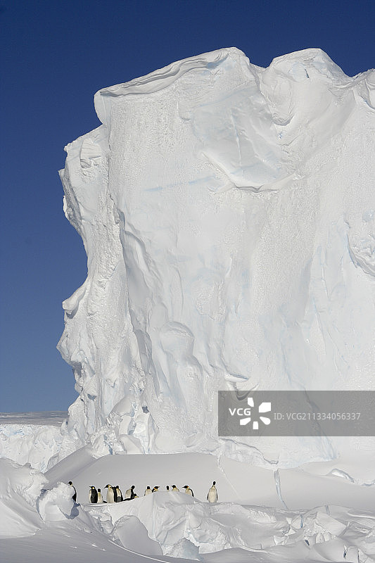 阿黛利地的帝企鹅图片素材