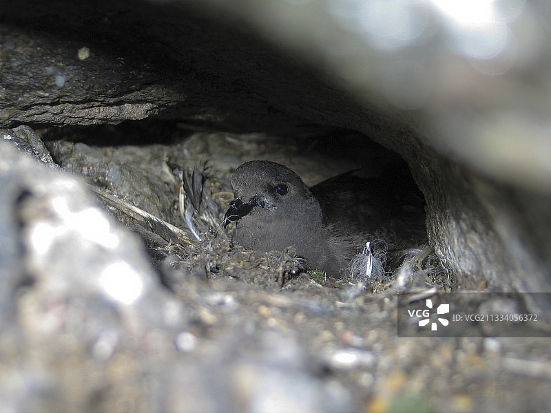 阿德利地岩石中的威尔逊暴风海燕巢图片素材
