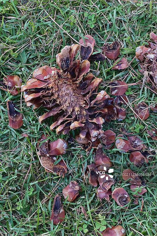 啄木鸟啄开意大利石松果图片素材