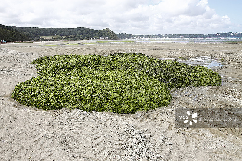 准备采摘的藻类图片素材