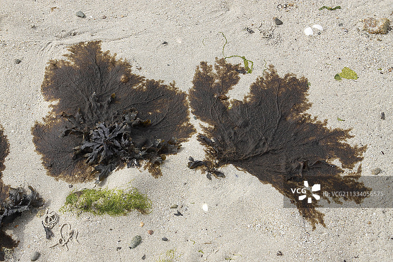 法国布朗港海滩上的棕色海藻图片素材