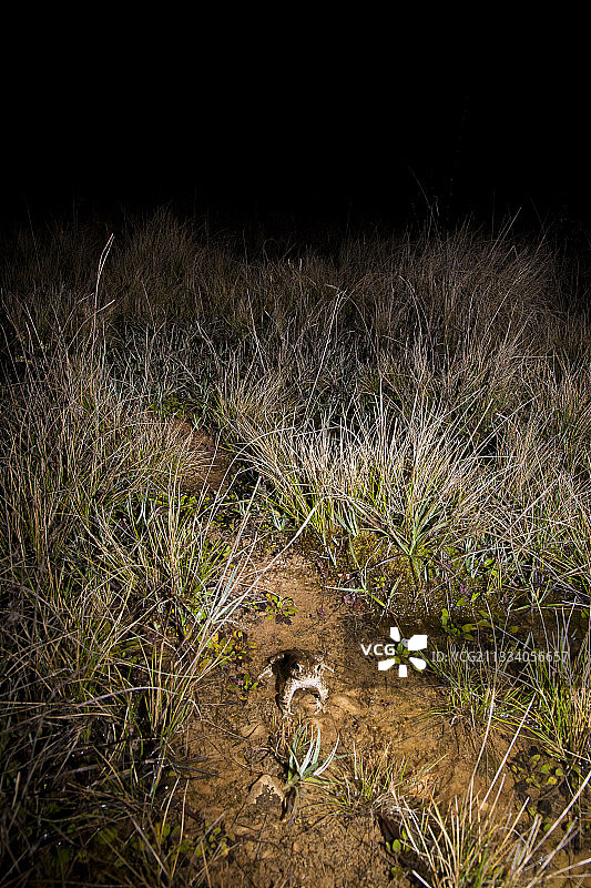 吕贝隆法国的绿蟾蜍正在前往繁殖池图片素材