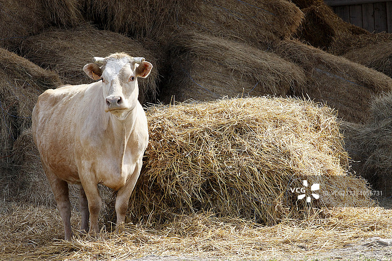 塞纳-马恩省草堆附近的夏洛莱牛图片素材