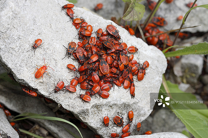 法国汝拉的火蝽群落图片素材