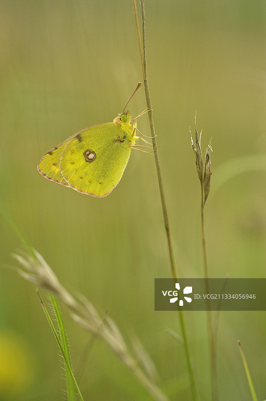 在法国洛林的夏天，科莱亚斯挂在一根茎上图片素材