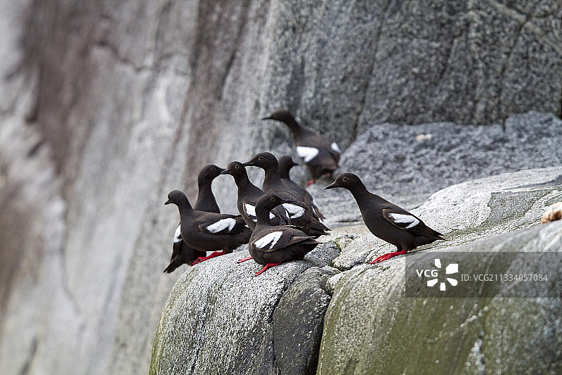 阿拉斯加州特雷西峡湾岩石上的黑海鸽图片素材