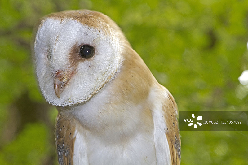 法国格拉玛洛特谷仓猫头鹰肖像图片素材