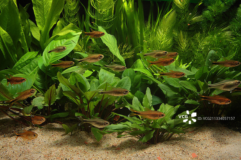 鱼缸里的银鳍灯图片素材