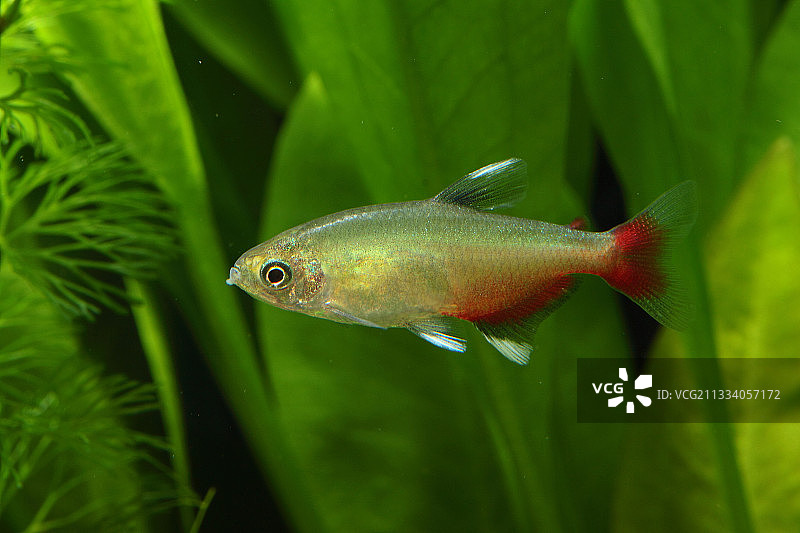 水族箱中的血鳍灯鱼图片素材