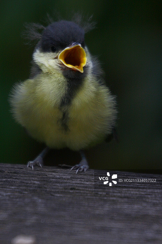 离开巢穴的幼年大山雀（法国普罗旺斯）图片素材