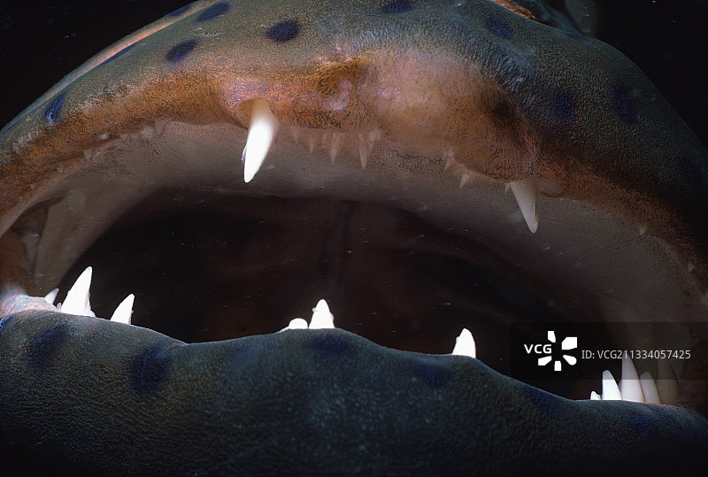 埃及红海孔雀石斑鱼的嘴图片素材