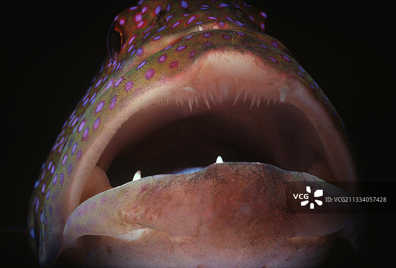 月尾石斑鱼的嘴（埃及红海）图片素材