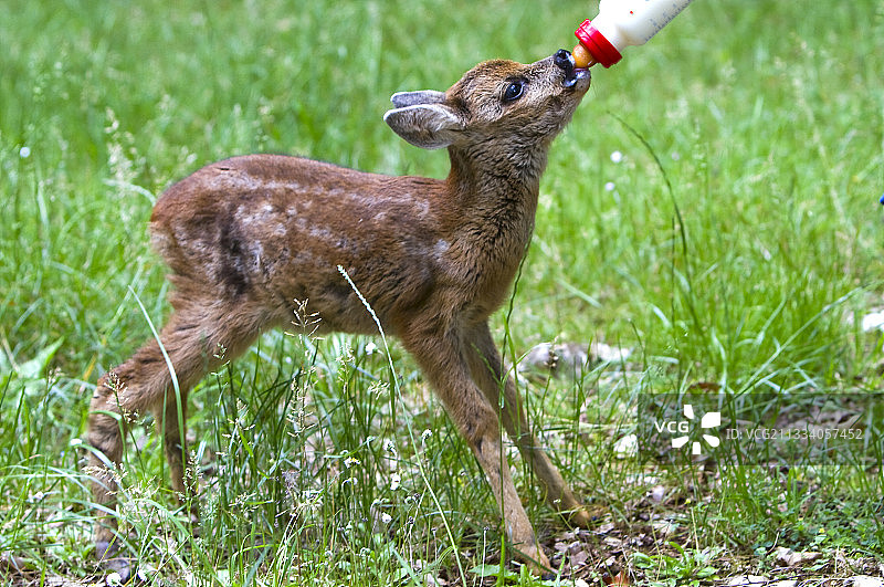 小鹿在法国洛特省被喂食图片素材