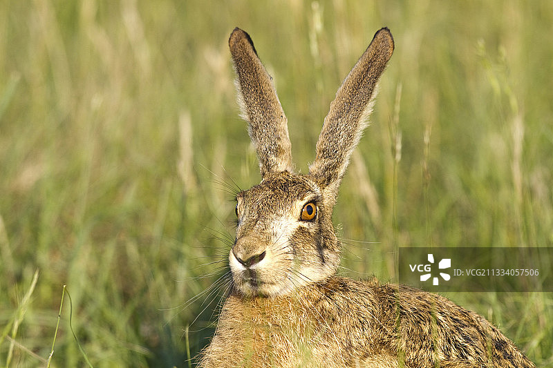 法国洛特省的欧洲野兔图片素材