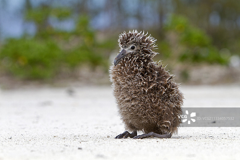 中途岛环礁沙岛上的莱信信天翁幼鸟图片素材