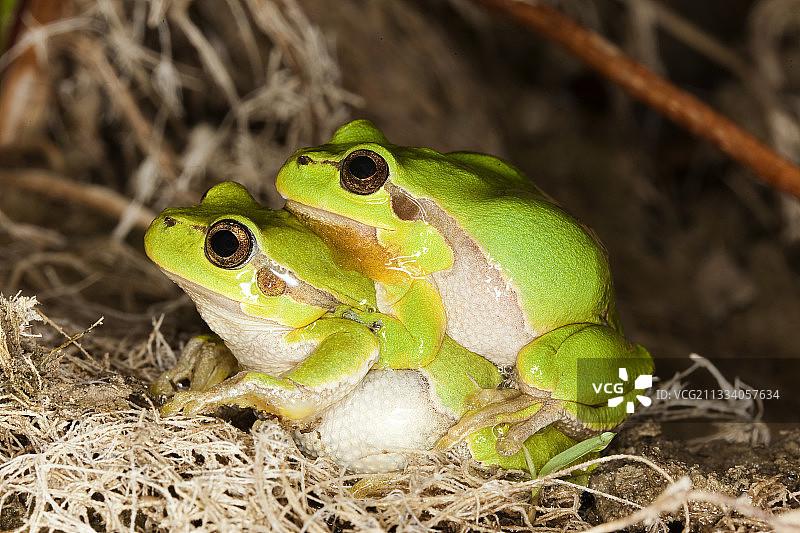 在法国春天交配的欧洲树蛙图片素材