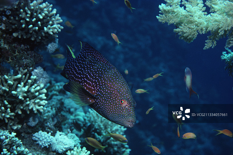 红海月尾石斑鱼与共生蓝纹清洁鱼图片素材