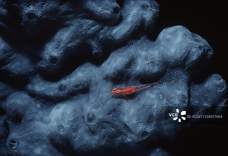 海绵上的矮虾虎鱼，埃及红海图片素材